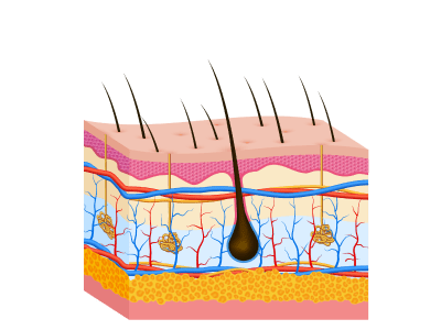 Capello cuoio capelluto